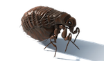 Bed Bug Pest Control Doha Qatar
