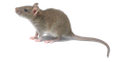 Rodent Pest Control Doha Qatar